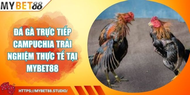 Đá Gà Trực Tiếp Campuchia Trải Nghiệm Thực Tế Tại MYBET88