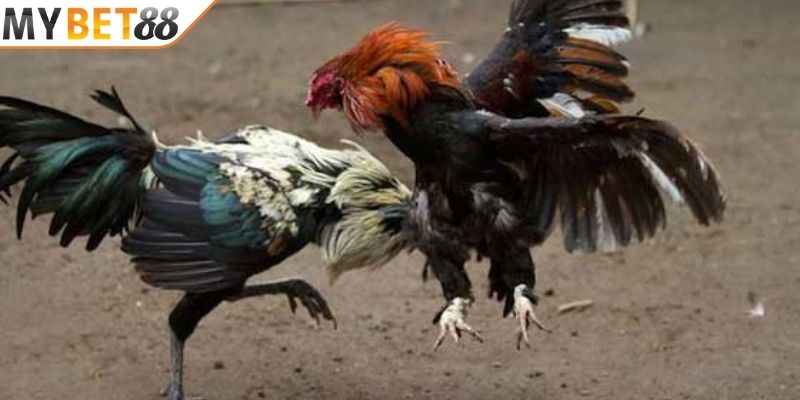 Những kinh nghiệm từ cao thủ khi chơi chọi gà cựa dao Những kinh nghiệm từ cao thủ khi chơi chọi gà cựa dao