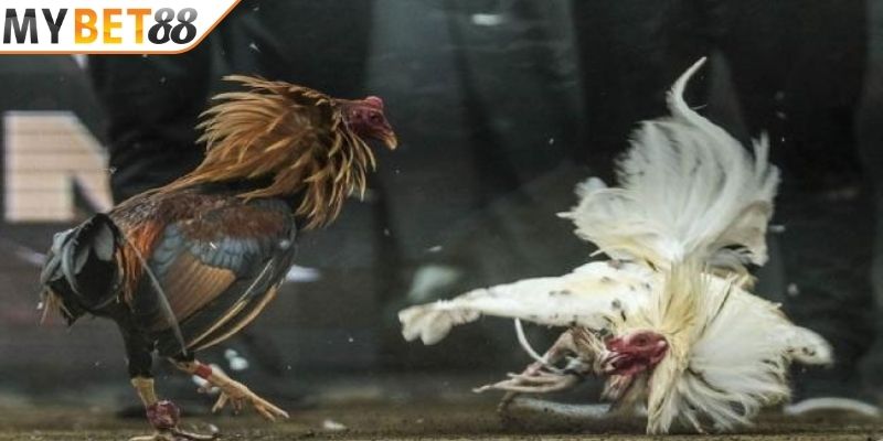 Gà chọi cựa dao và các thông tin liên quan Gà chọi cựa dao và các thông tin liên quan